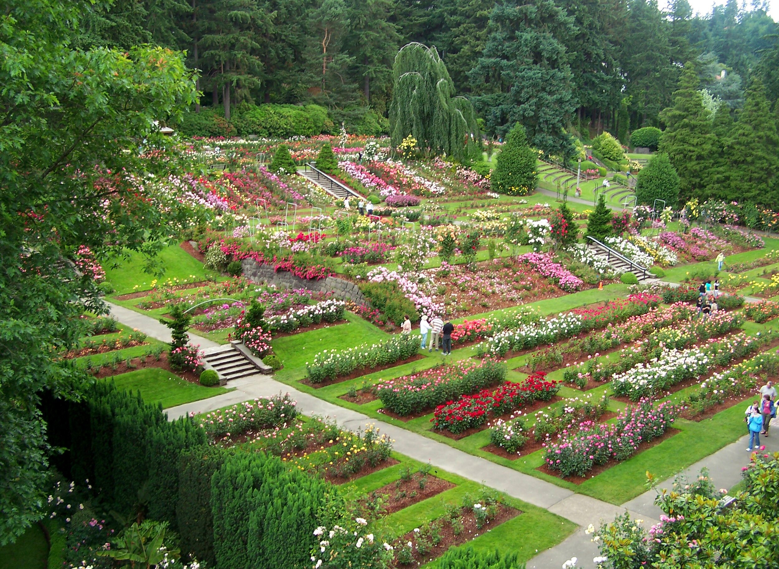 Portland International Rose Garden